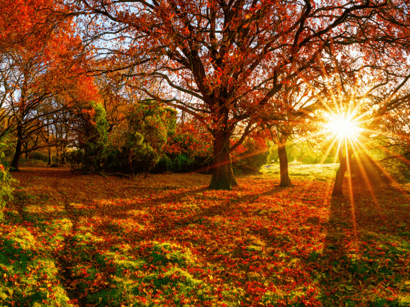 Seasonal Tune-Up in Acupuncture
